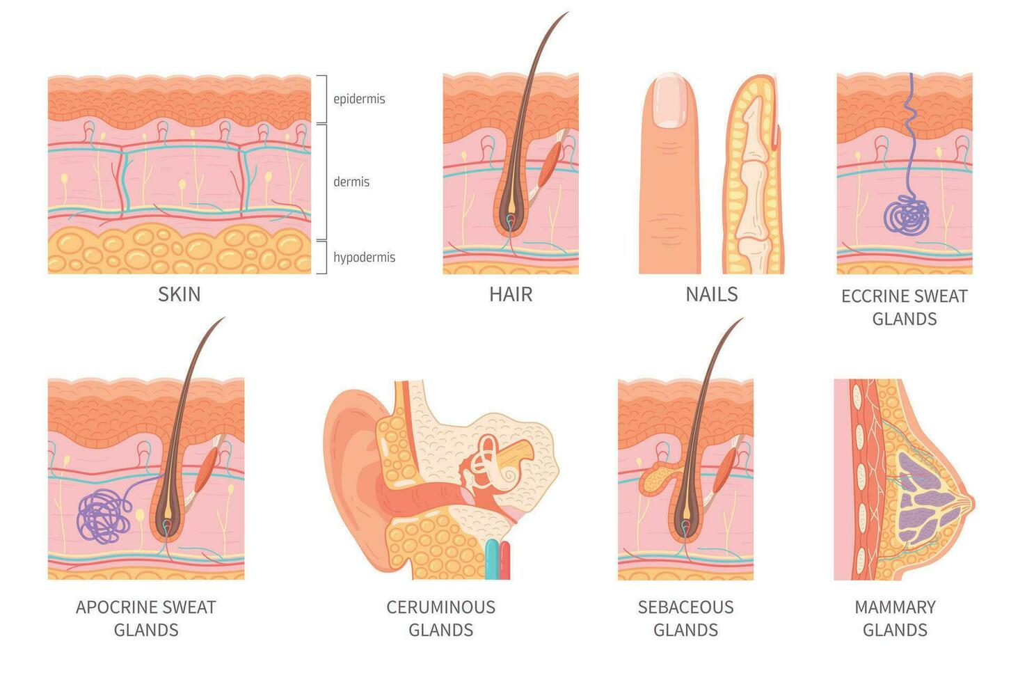 Human Integumentary System Set vector