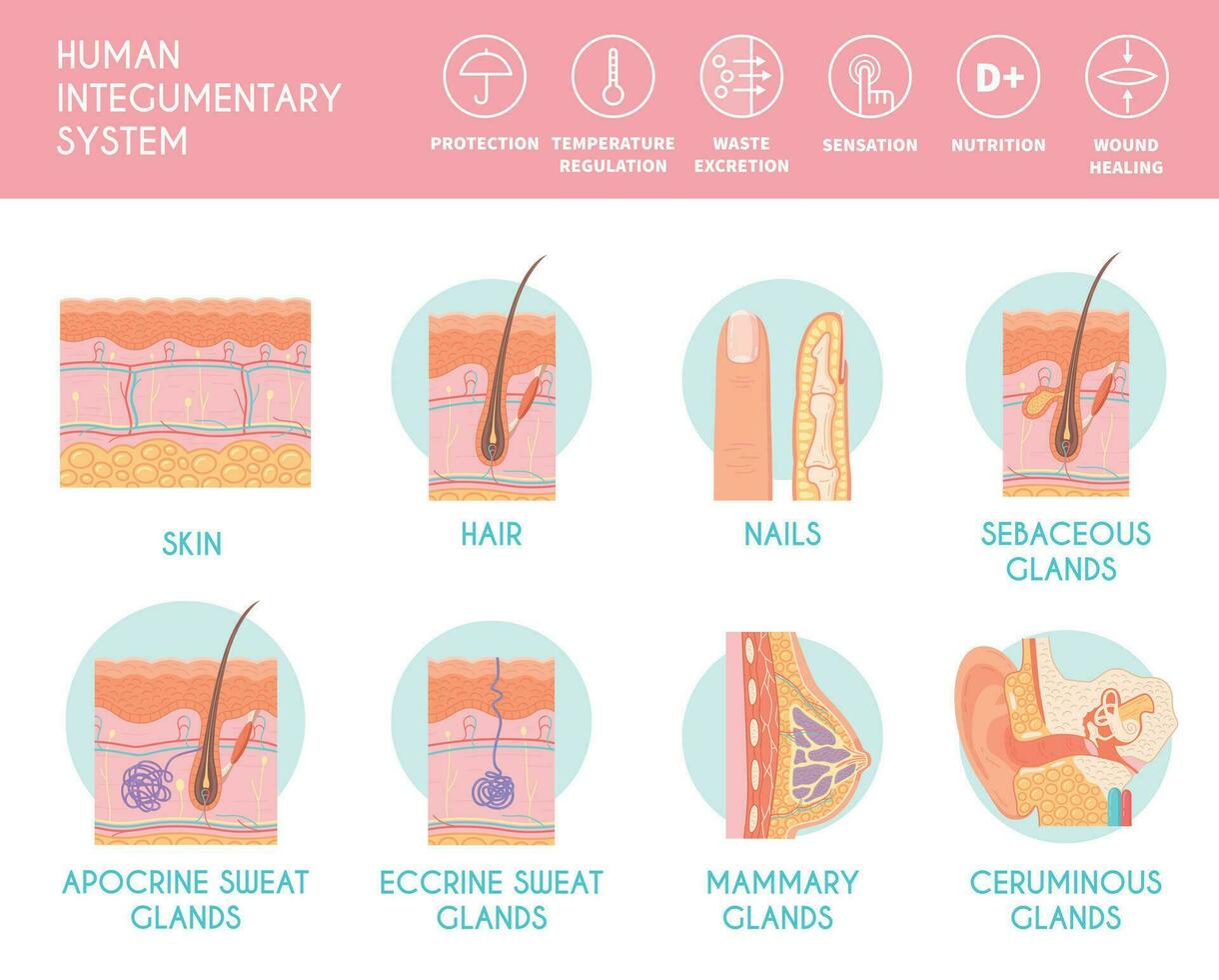 Human Integumentary System Infographics vector