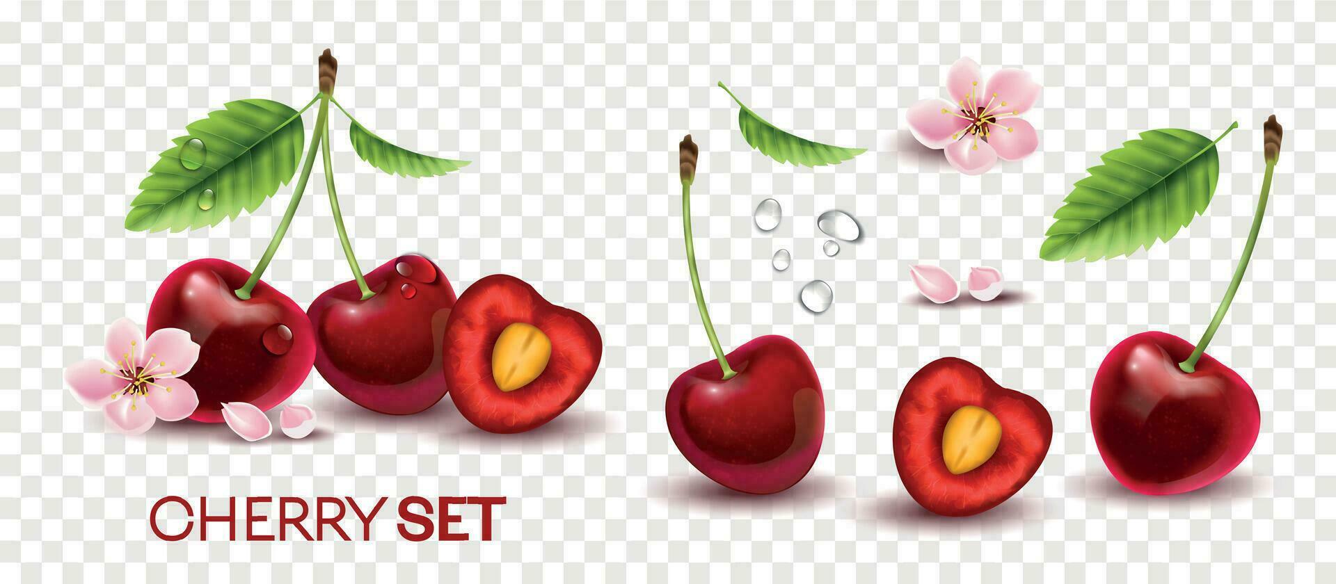 Cherry Realistic Transparent Set vector