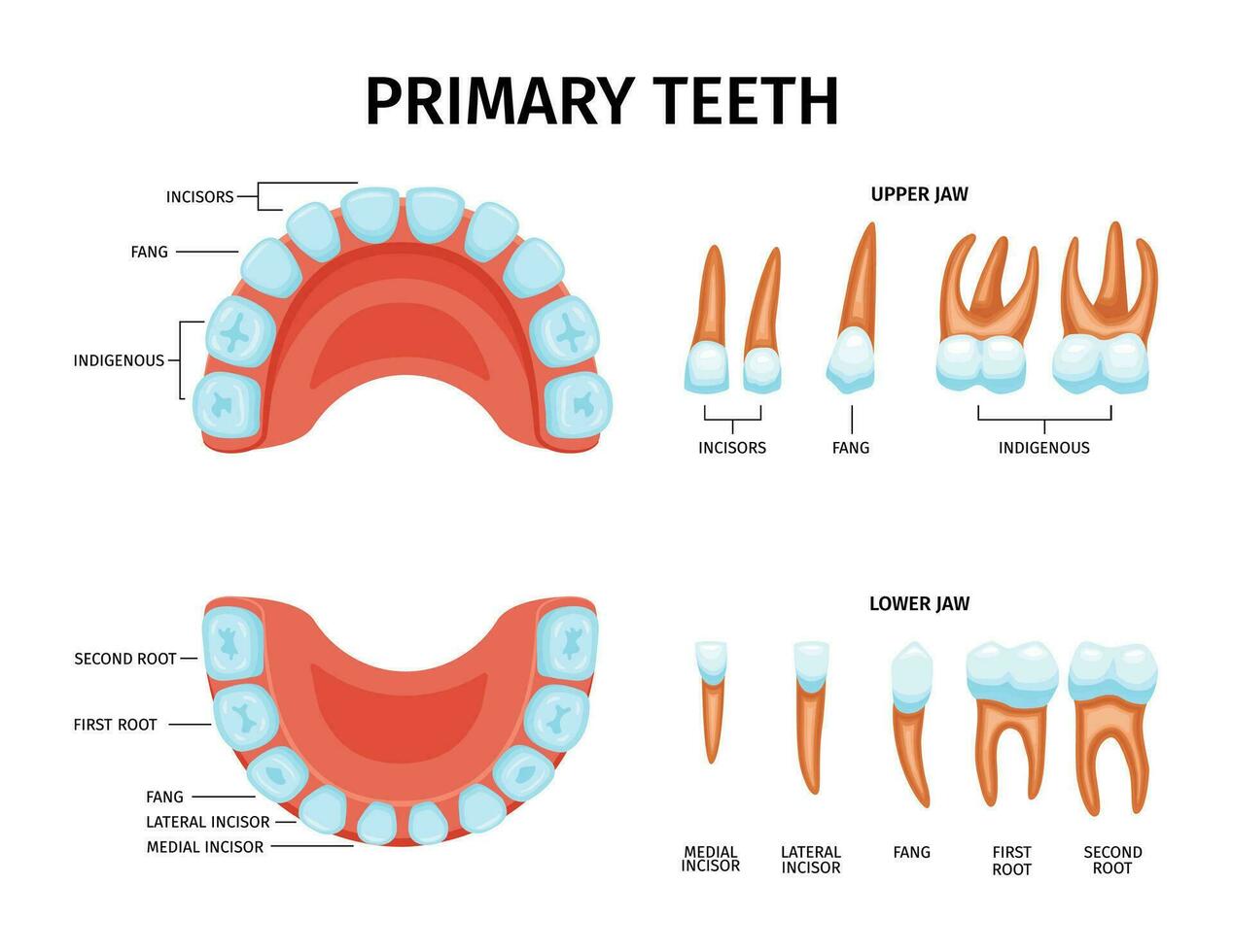 bebé primario dientes conjunto vector