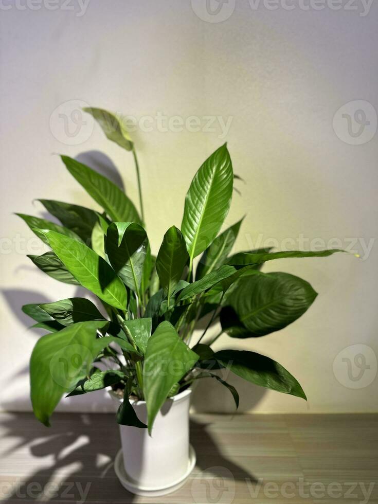 hermosa verde frondoso paz lirio en conserva planta con blanco antecedentes foto