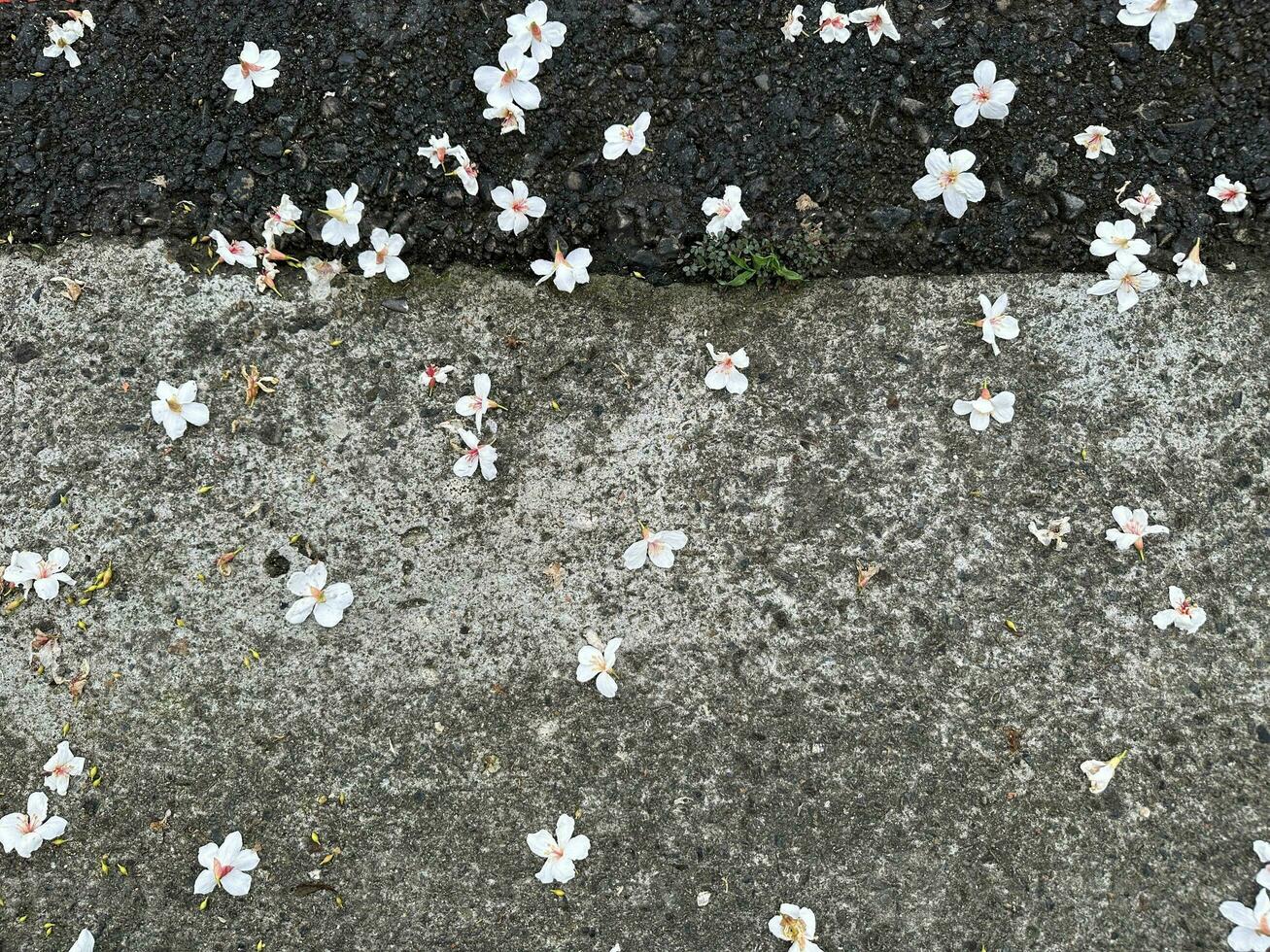 Beautiful white flowers flowerand roads photo