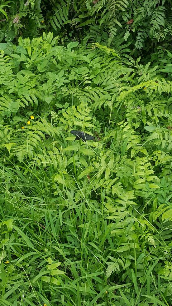 Green grass and a black butterfly photo