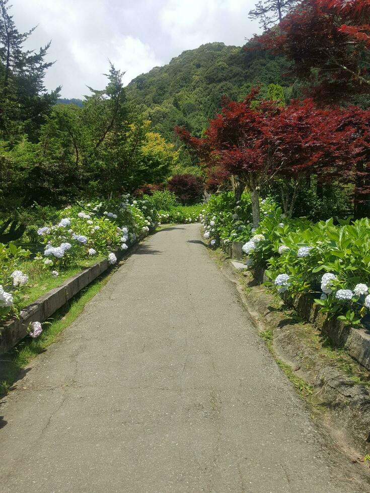 hermosa bosque caminos en verano foto