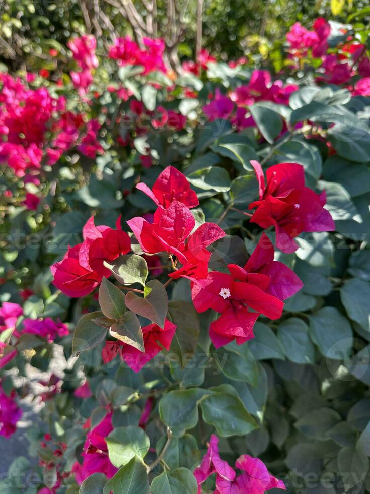 Red flowers on the roadside Bougainvillea photo