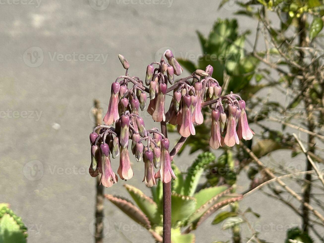 Beautiful pink kalanchoe daigremontiana flower Succulent photo