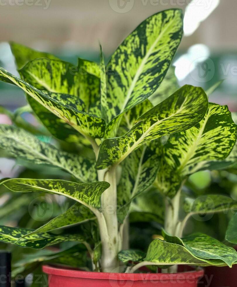 Beautiful green leafy Rohdea japonica potted plants photo