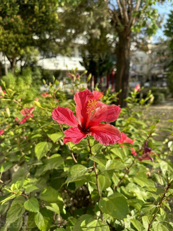 un hermosa rojo flor hibisco foto