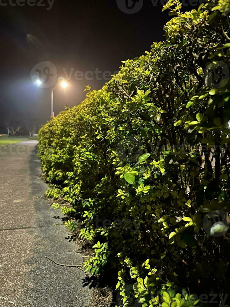 Beautiful dark green leaves in the night photo