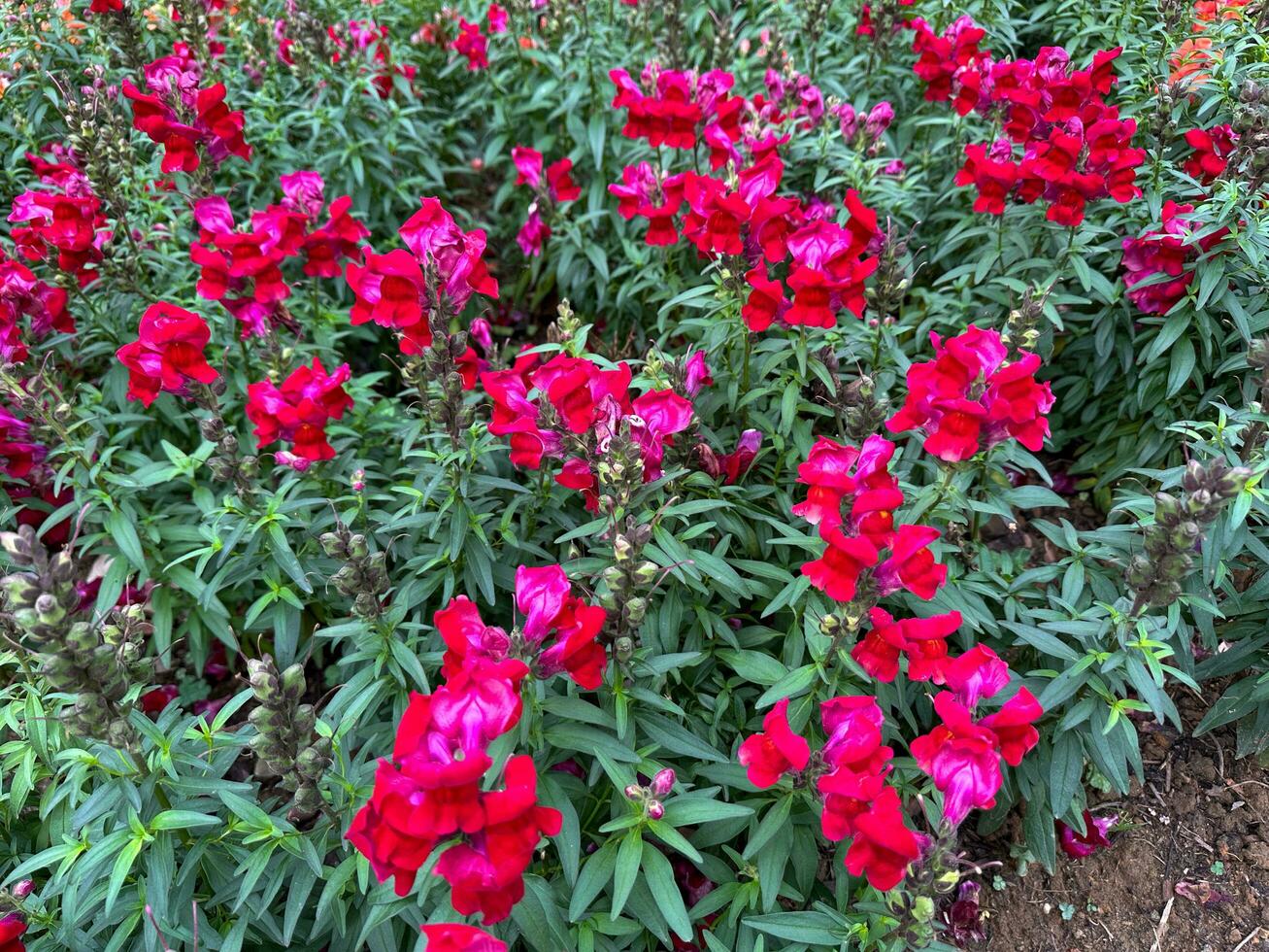 hermosa rojo flores floración boca de dragón foto