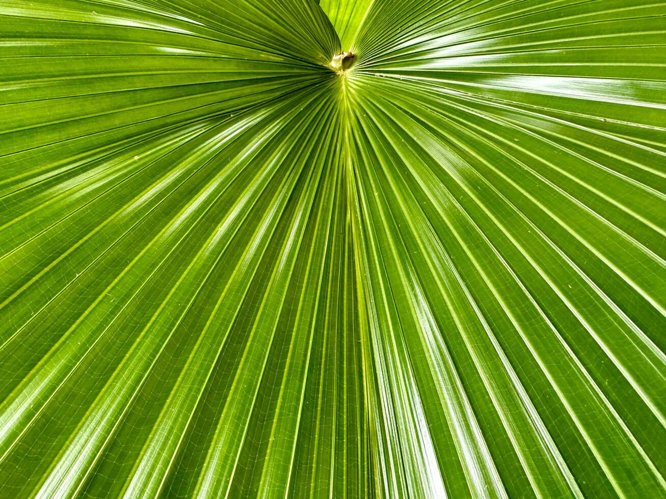 Natural Palm Leaf Texture Background photo