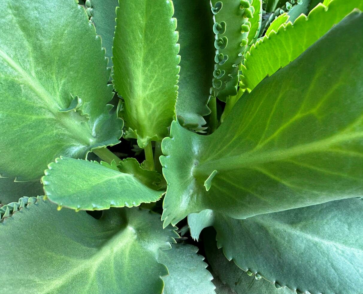 Look at the bryophyllum pinnatum plant texture photo