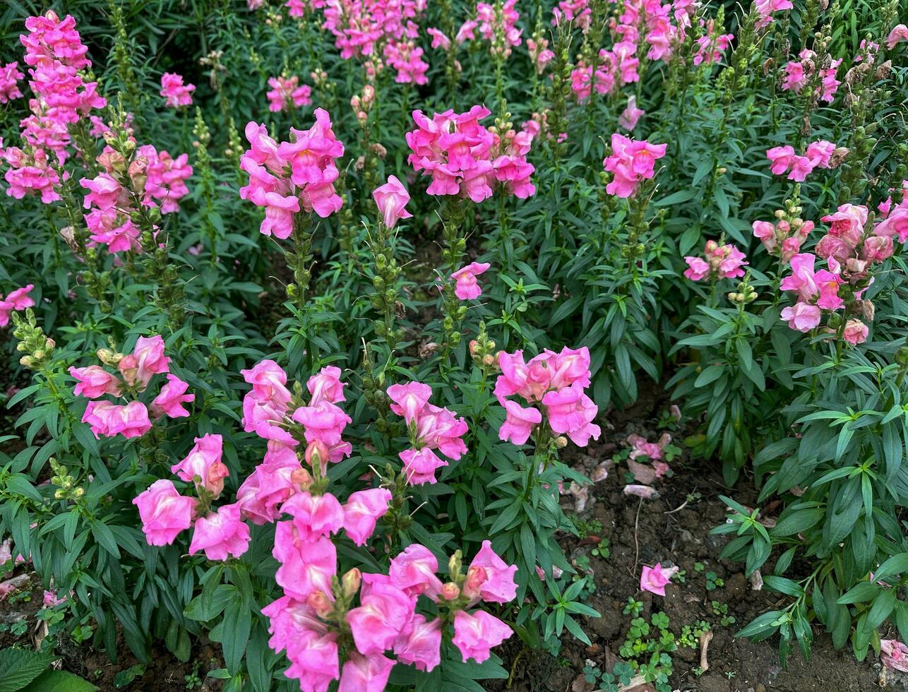 Beautiful pink flowers bloom Snapdragon photo