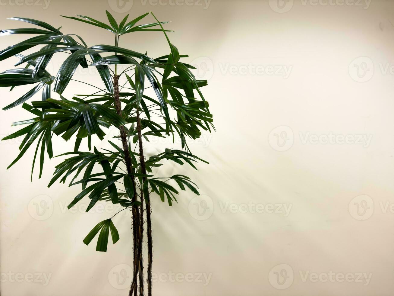Decorative tree with potted plants and white walls photo