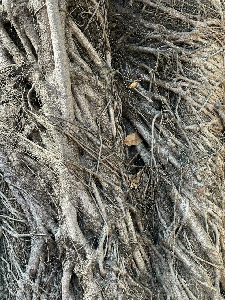 A tree hole with roots photo