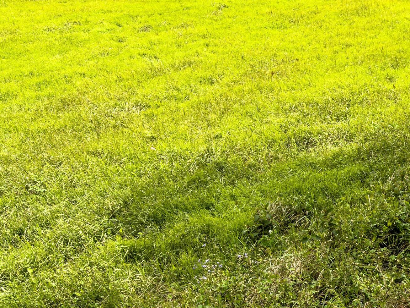 recién de colores pradera en primavera foto