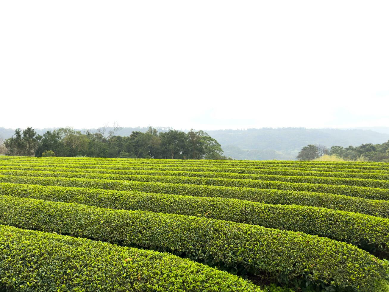 A field of green bushes with a mountain in the background photo