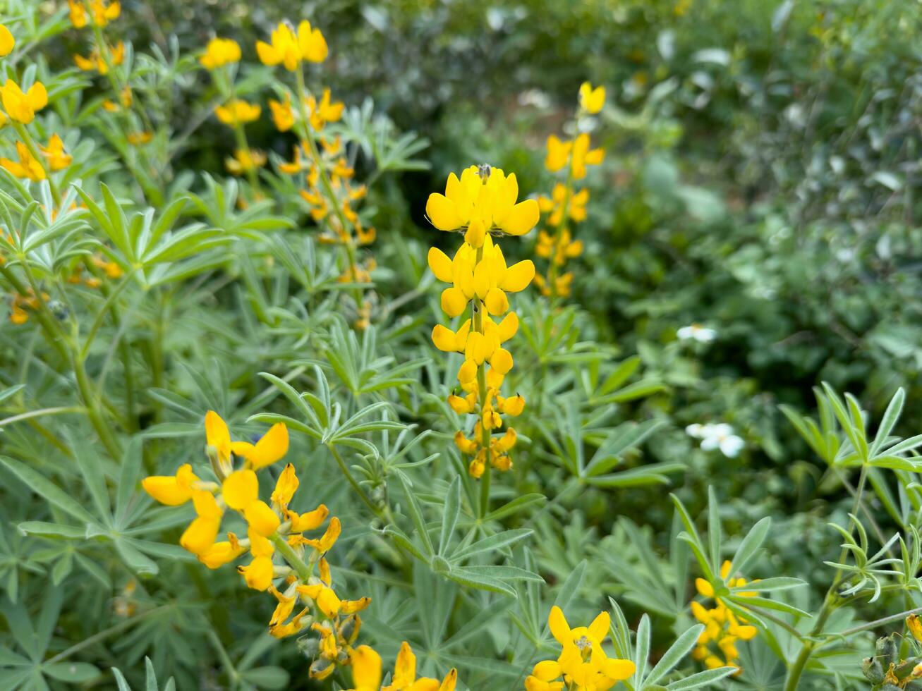 hermosa amarillo flores en invierno debajo el luz de sol amarillo lupino foto