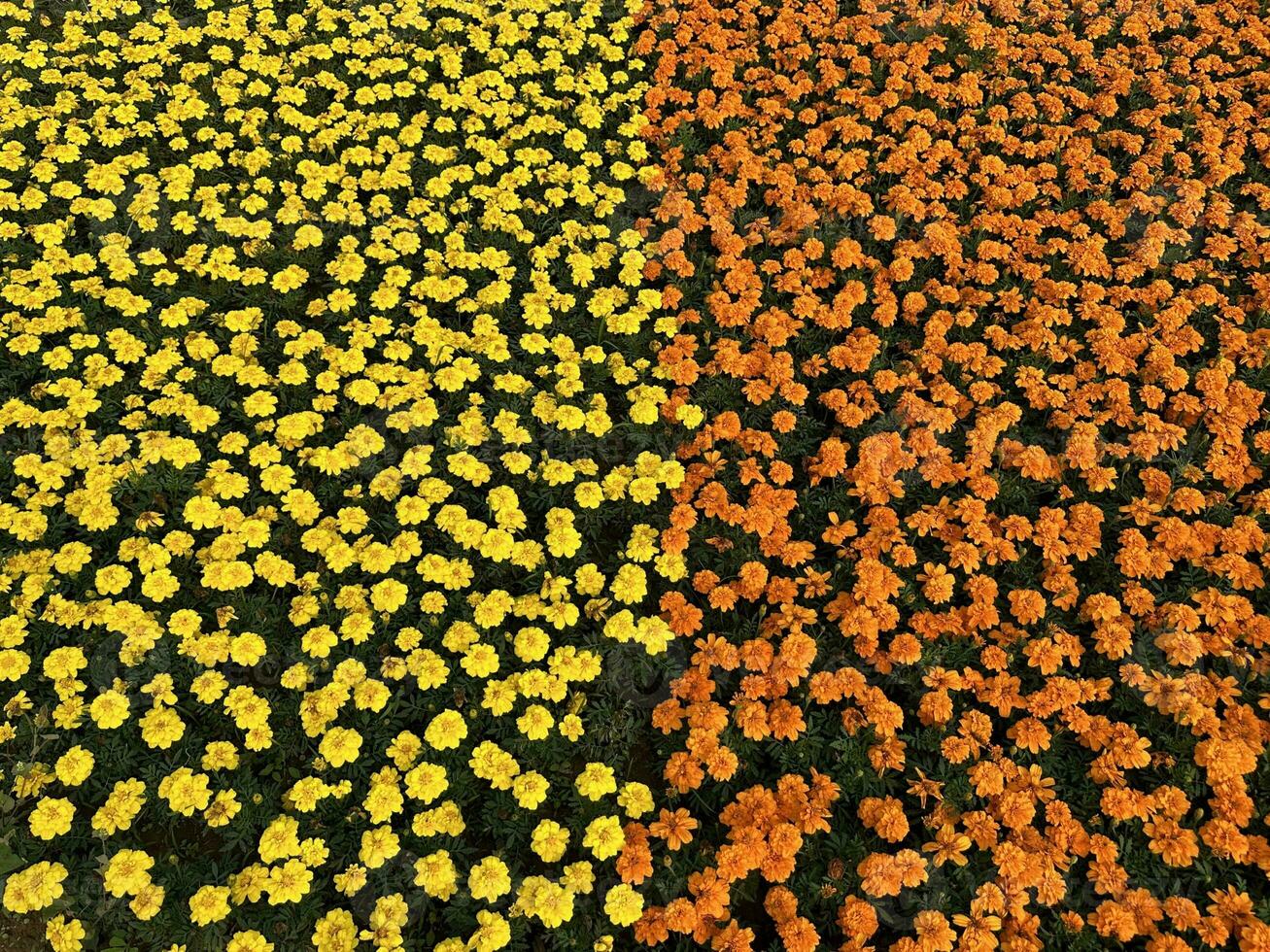 Yellow and orange Marigold flowers in half distribution photo