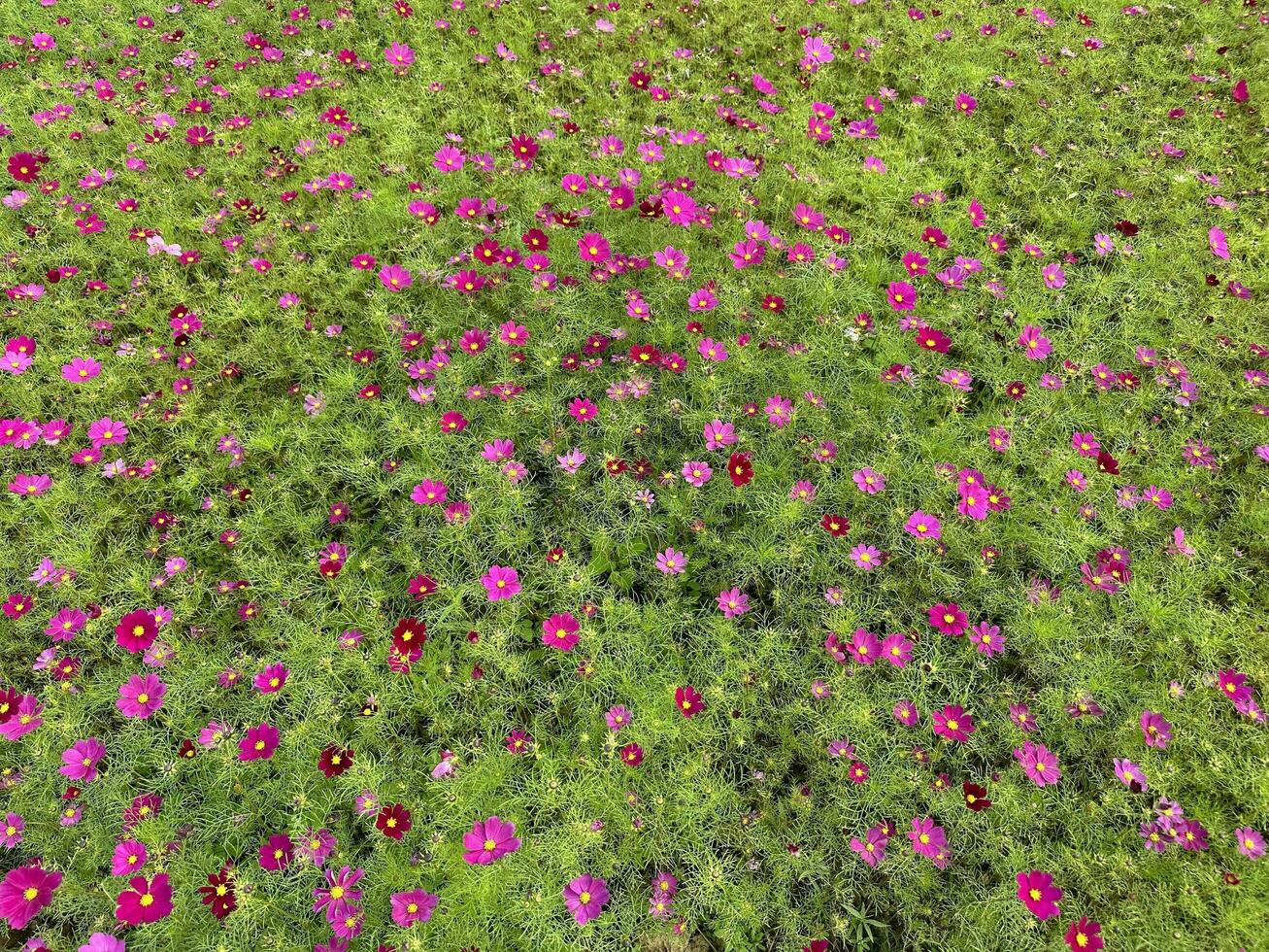 púrpura rojo cosmos mar de flores foto