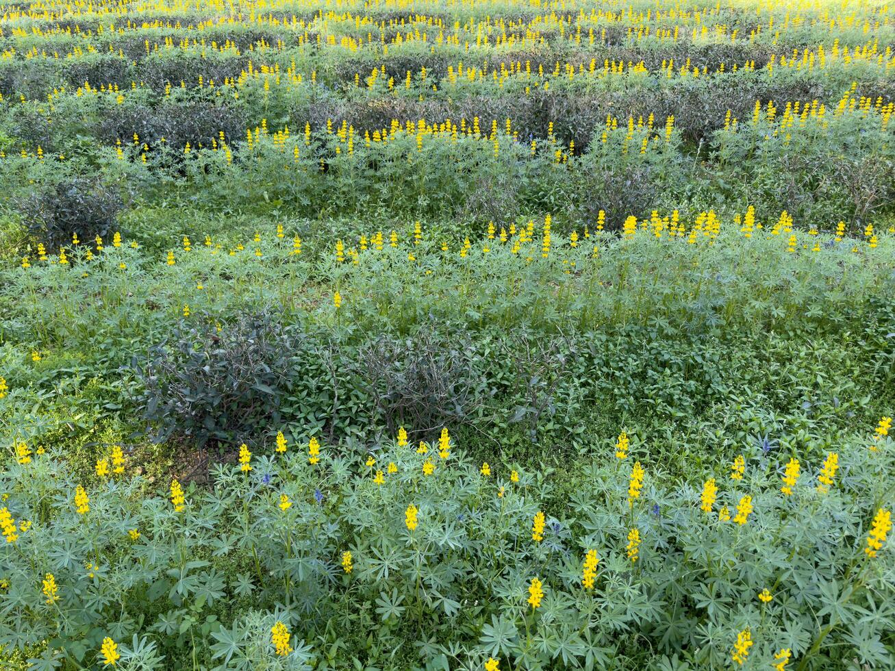 hermosa amarillo flores en invierno debajo el luz de sol amarillo lupino foto