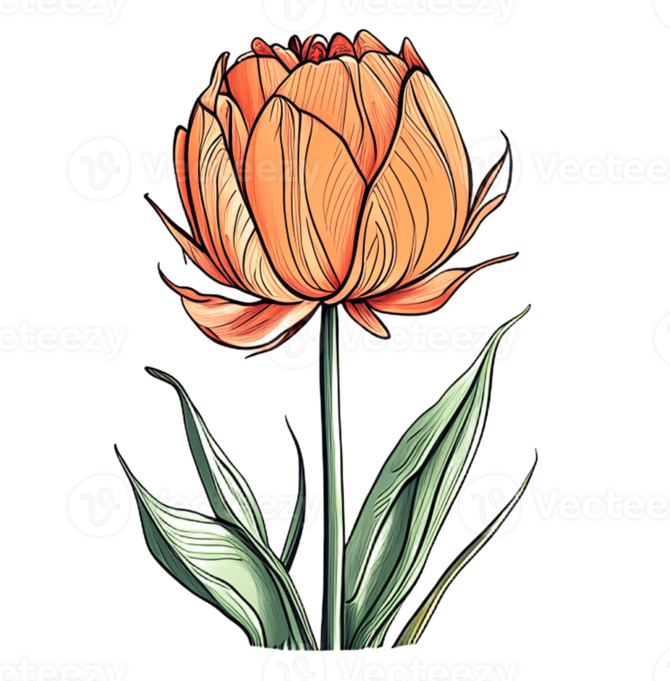 Hand drawn orange tulip flowers pattern icon transparent background png