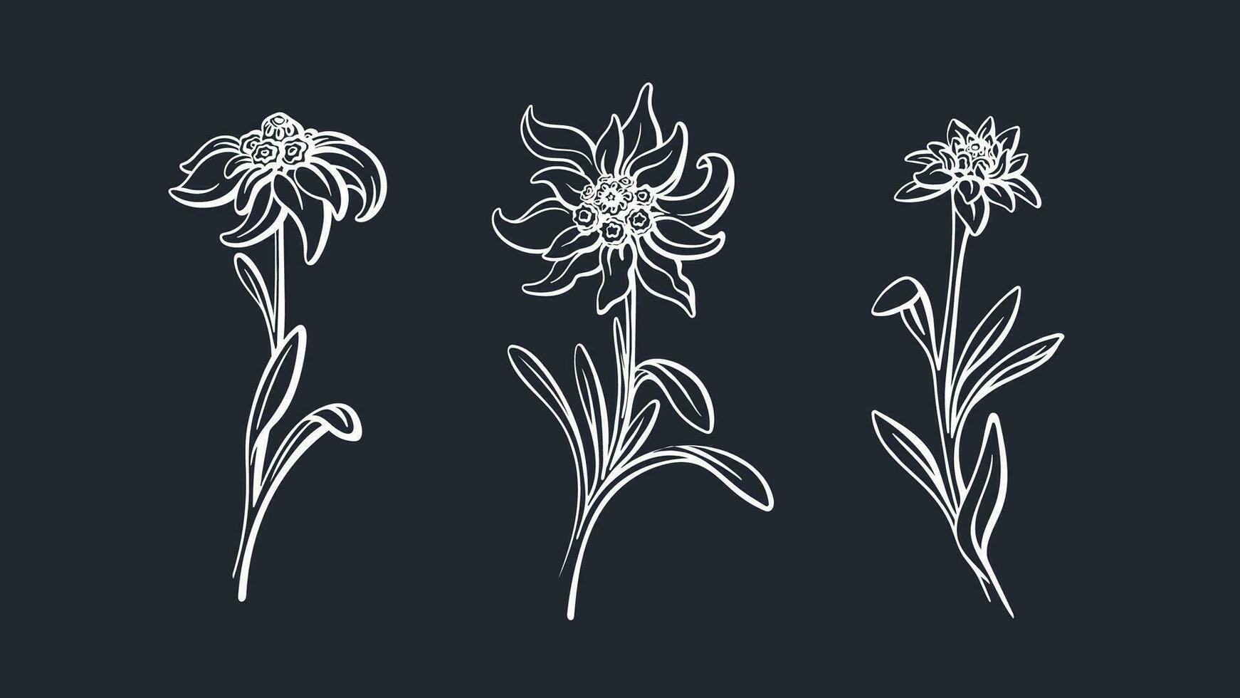 Edelweiss flower set. Vector mountain plant sketch