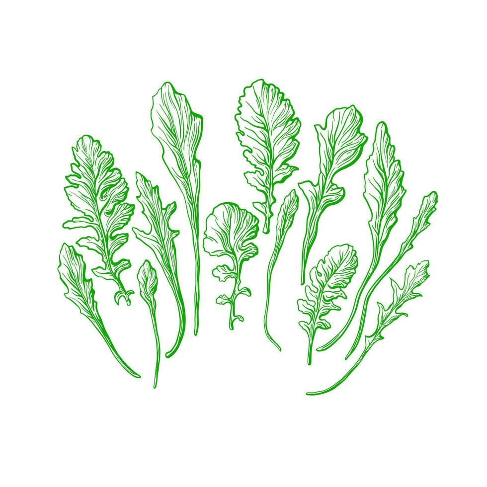 Rucola green set. Vector hand drawn illustration