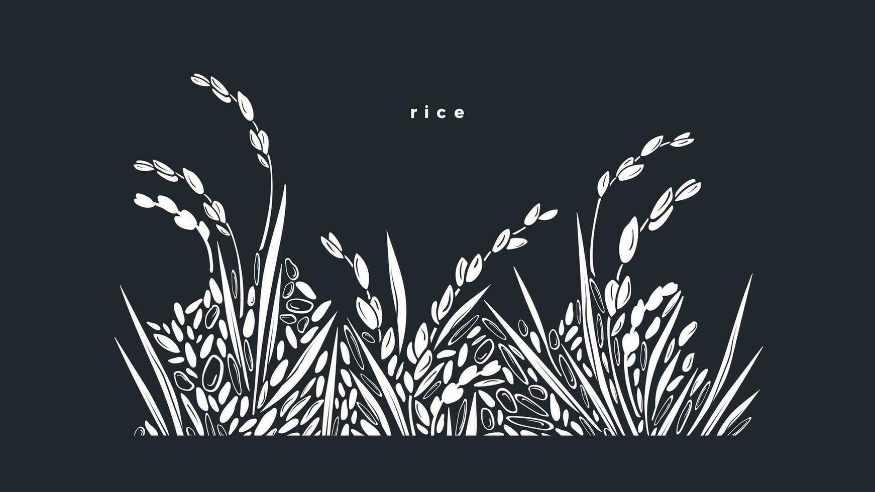 Rice splash. Grain border. Vector paddy field