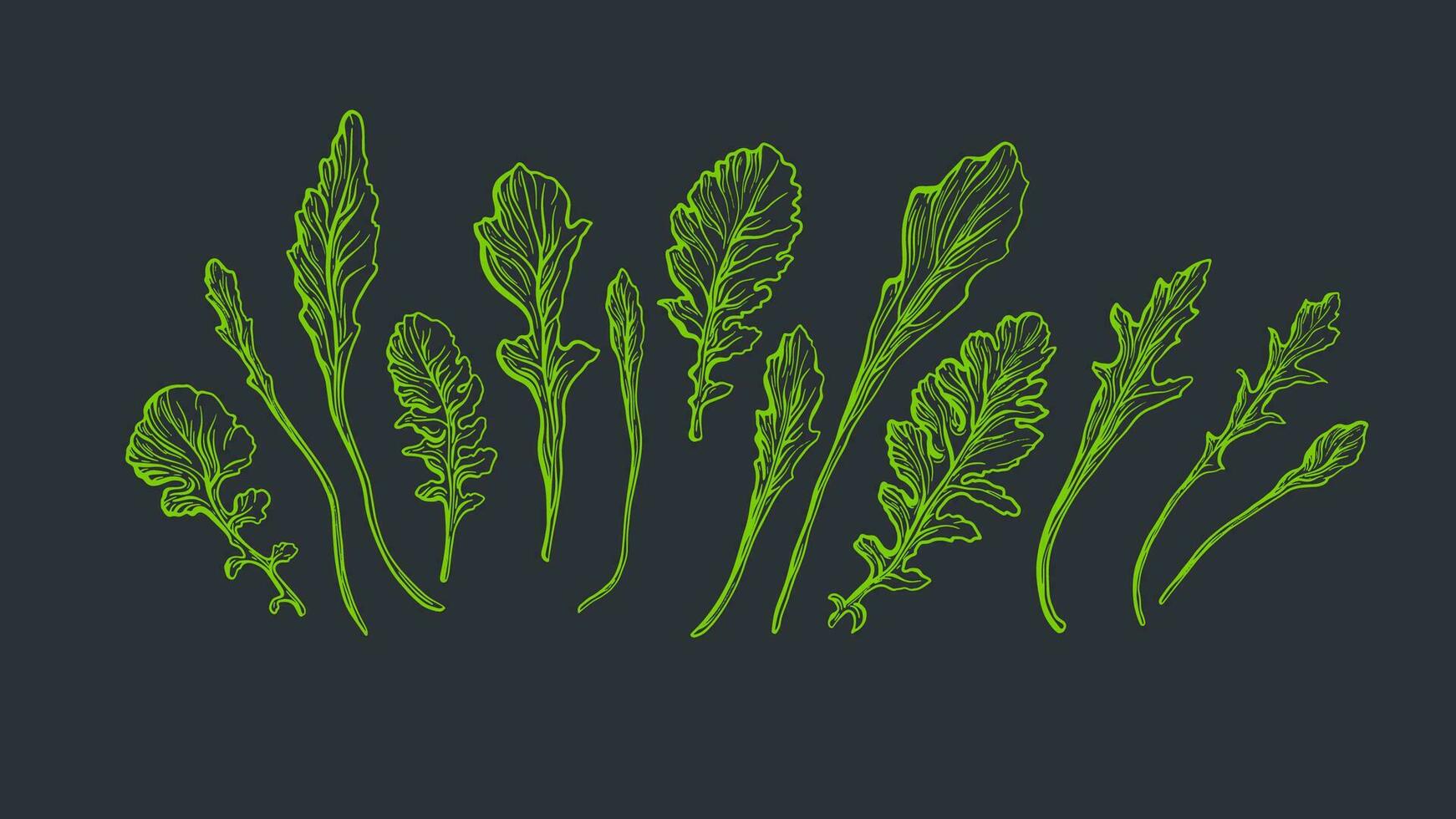 Arugula set. Fresh green rucola isolated. Vector