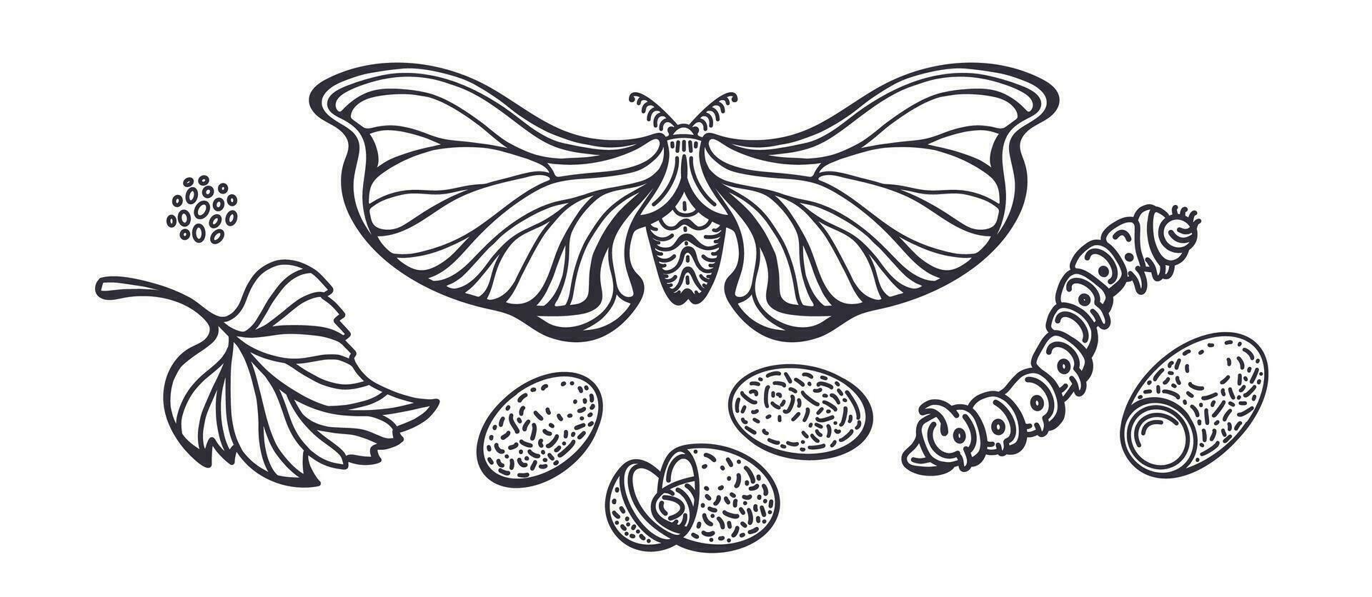 Silkworm Butterfly, caterpillar Graphic cocoon set vector