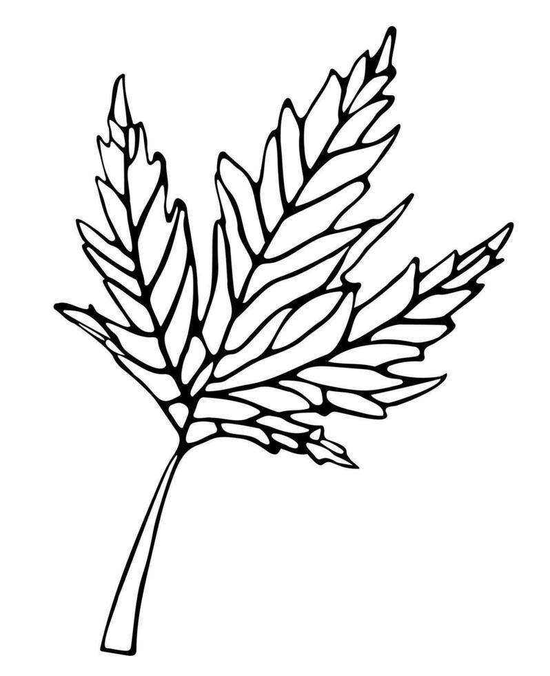 Vector  fall leaf. Forest design elements. Hello Autumn illustrations. Perfect for seasonal advertisement, invitations, cards, banner, poster. Ink pen, white background.