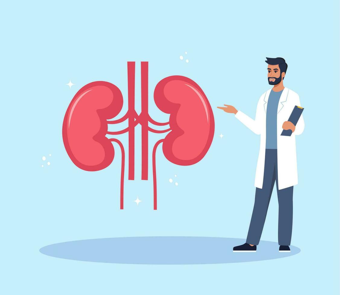 Doctor gives a training lecture about anatomy. Doctor presenting human kidneys infographics. Medical seminar, lecture, healthcare meeting concept. Vector illustration.