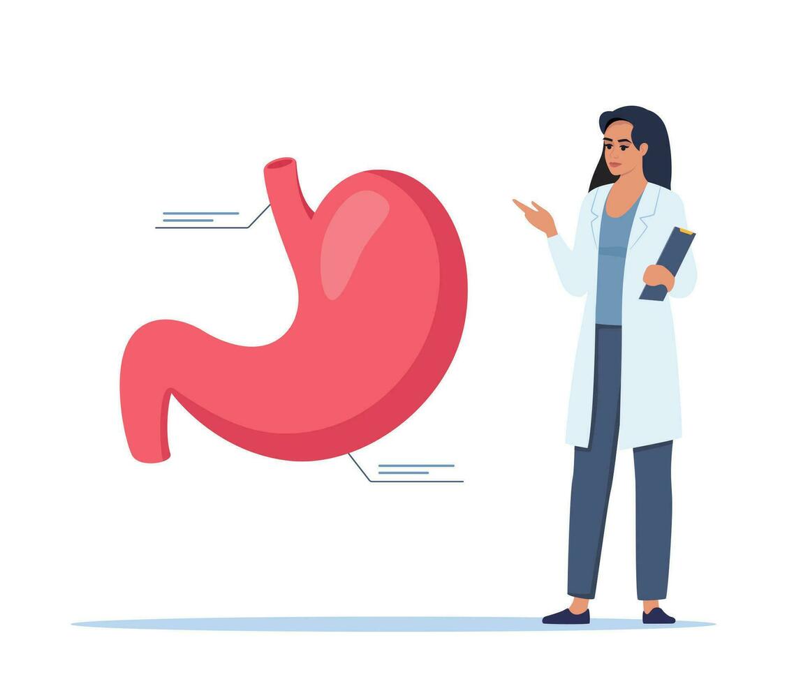 Doctor gives a training lecture about anatomy. Doctor presenting human stomach infographics. Medical seminar, lecture, healthcare meeting concept. Vector illustration.