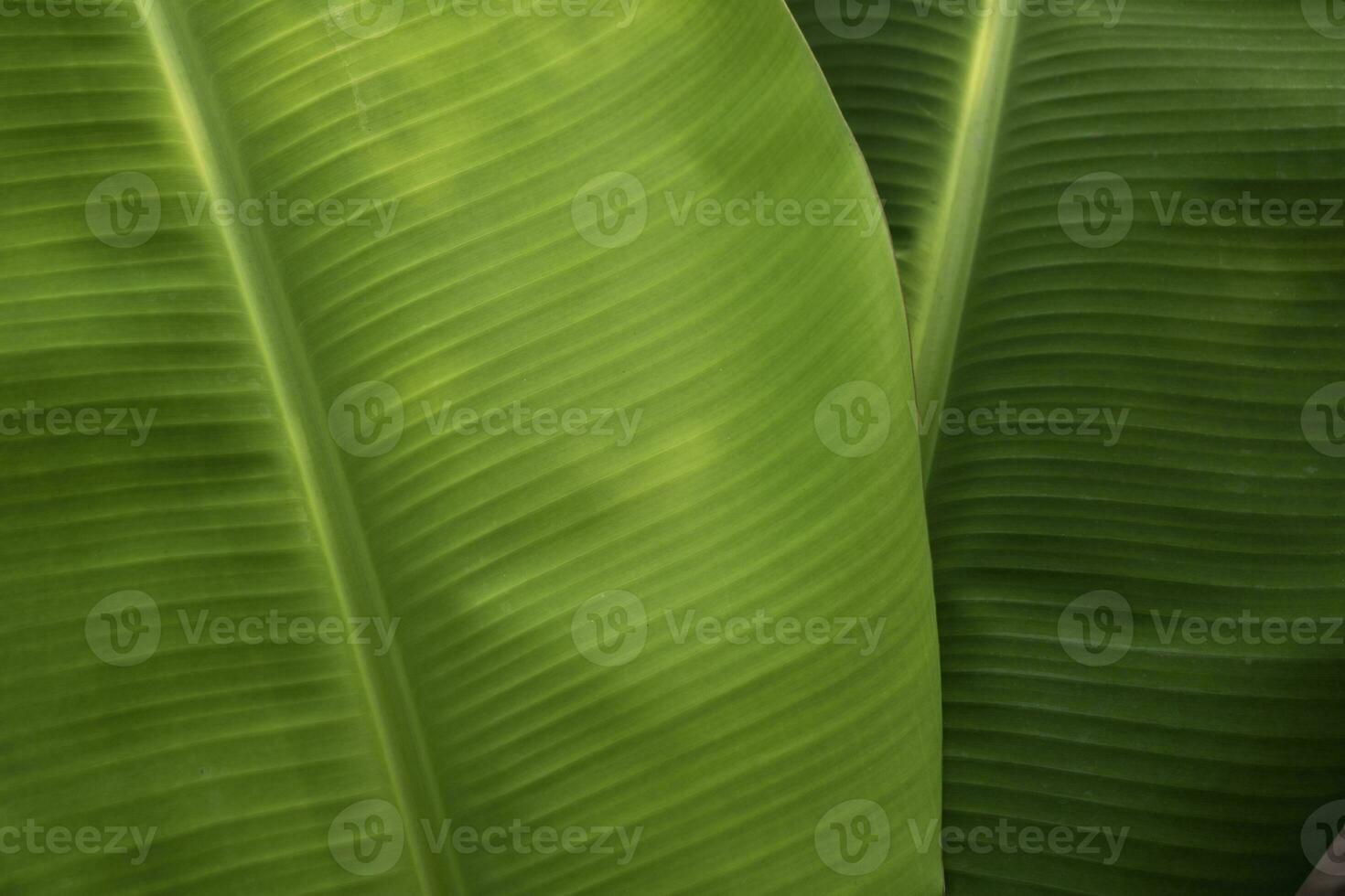 Banana green leaf close up background.Textured,abstract background,leaves,fresh green,photo concept nature and plant. photo