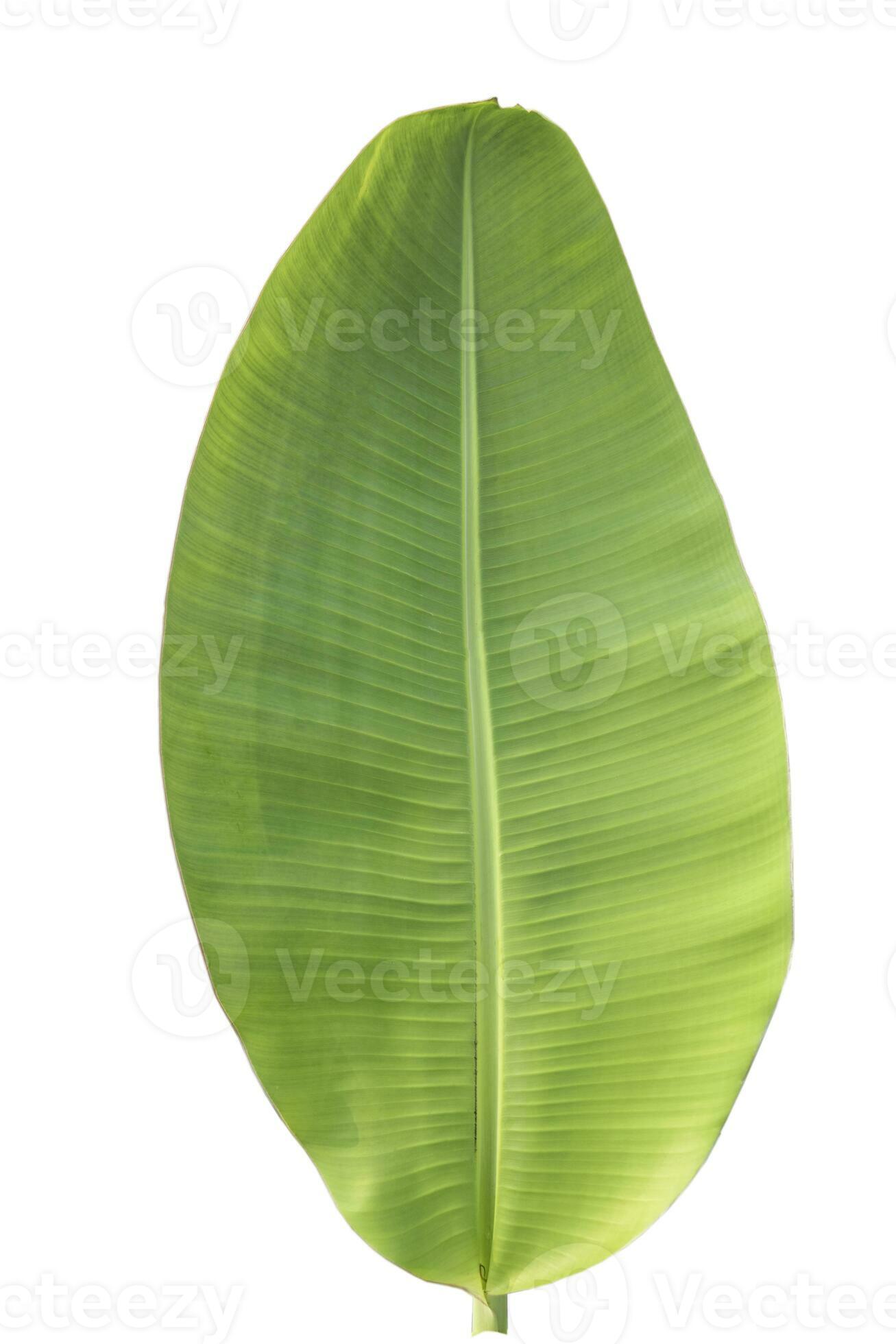 de cerca de plátano hoja aislado en blanco fondo.fresco verde hoja de