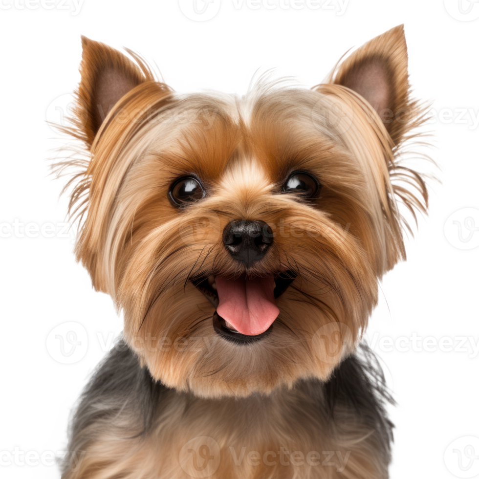 Yorkshire Terrier face shot isolated. Illustration png
