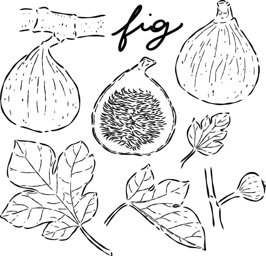 Fig fruit hand drawn doodle illustrations vector sett