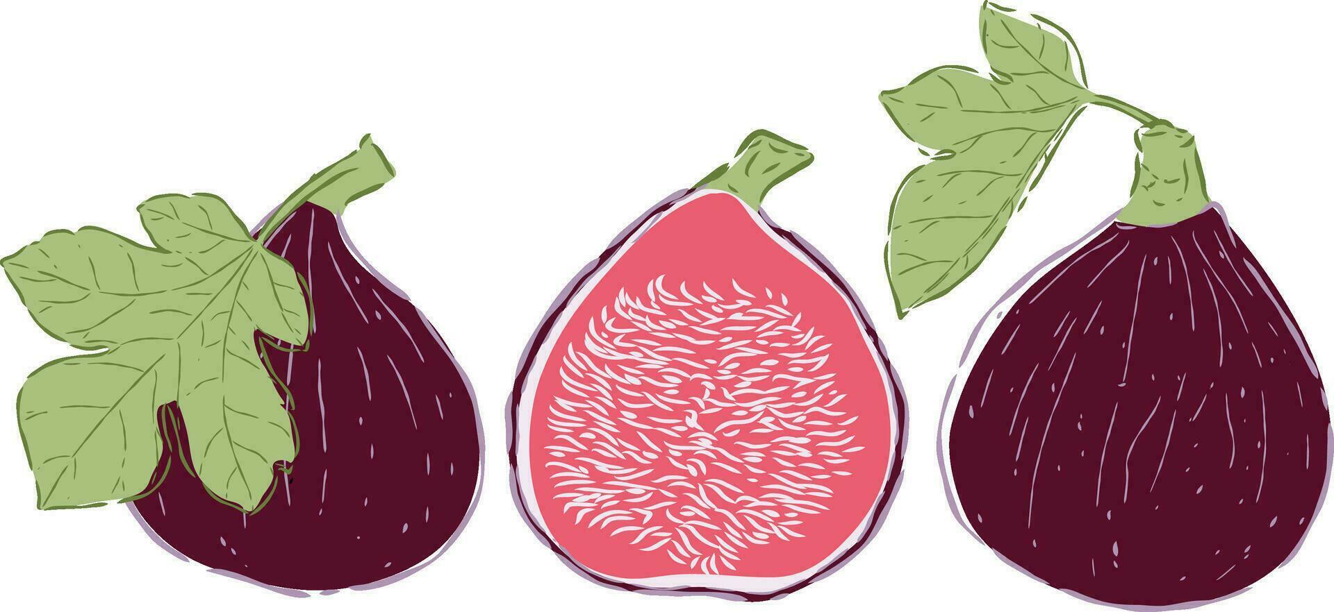 Fig fruit hand drawn  illustrations vector set