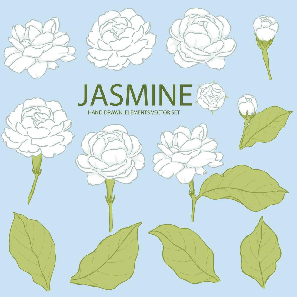 Botanical jasmint flower elements hand drawn vector set