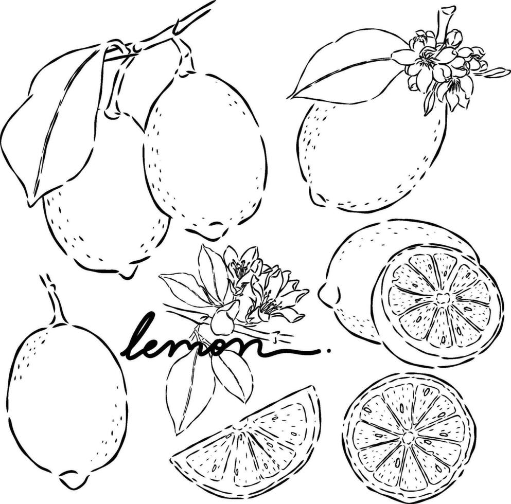 Lemons hand drawn doodle illustrations vector set