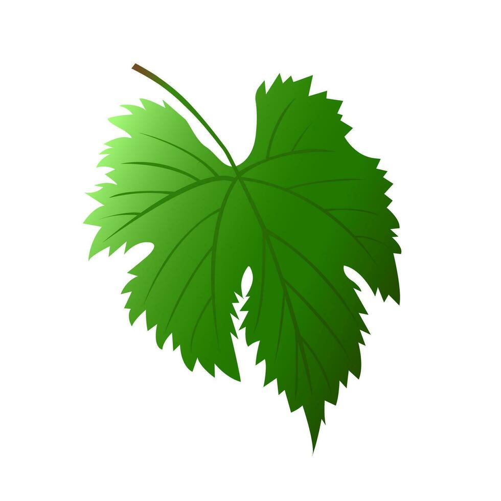 Grape leaf. Green leaf. Vector illustration