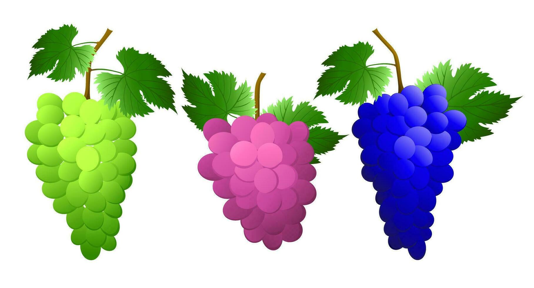 Set blue, green, pink grape bunch with berries and leaves. For nature or healthy vitamin food design. Vector illustration