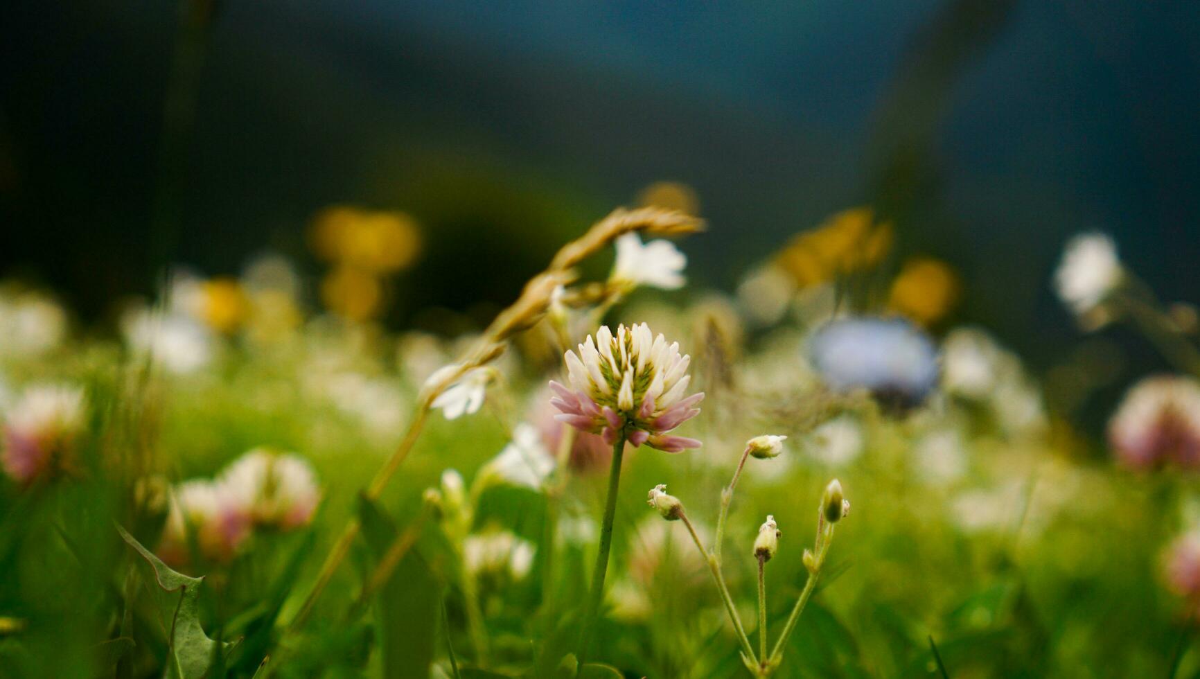 Flower meadow. Blurred spring background. Bright colors, summer mood photo