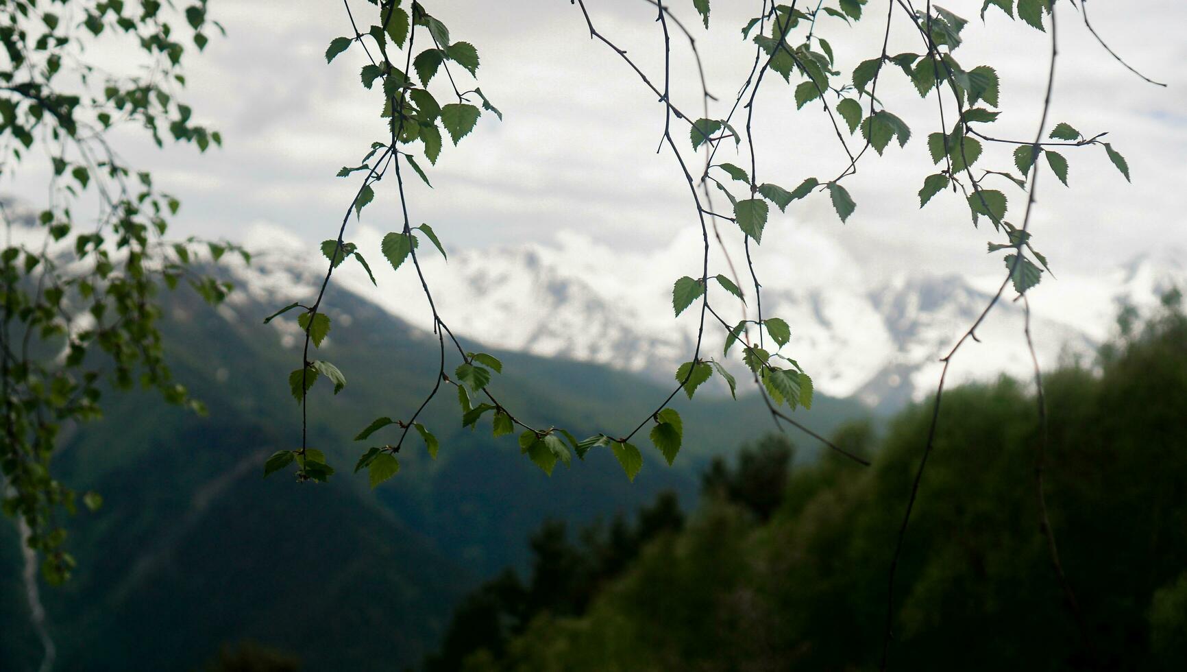 The peak of mountains, Caucasus mountain range, seen through birch branches photo