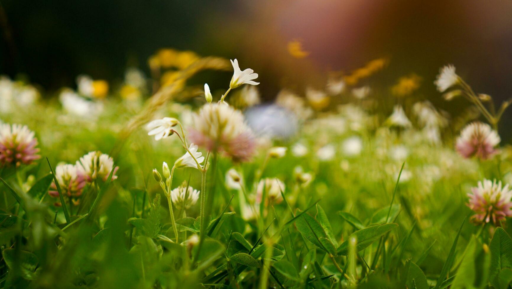 Flower meadow. Blurred spring background. Bright colors, summer mood photo