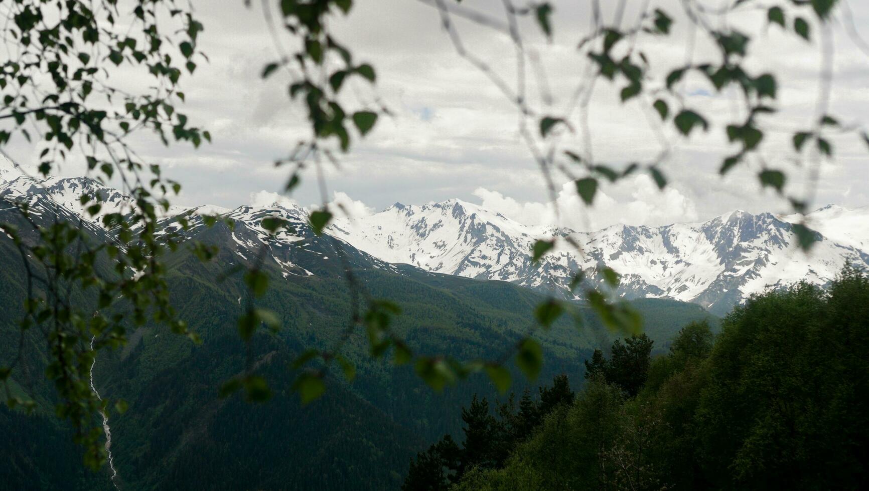 The peak of mountains, Caucasus mountain range, seen through birch branches photo