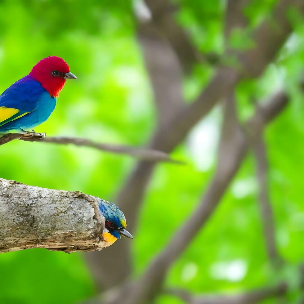 Free photo a colorful bird sits on a branch in the forest