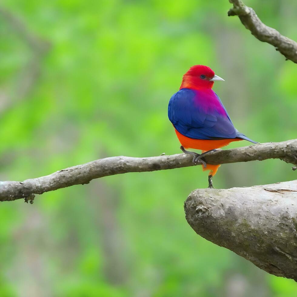 Free photo a colorful bird sits on a branch in the forest