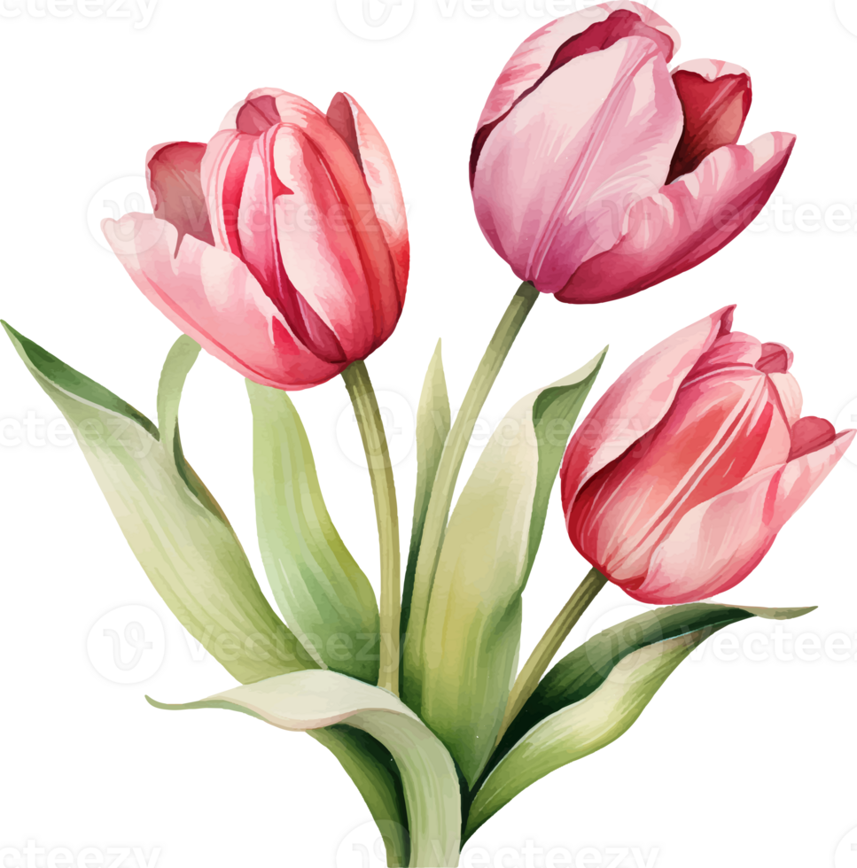 Tulip flowers watercolor ai generate png